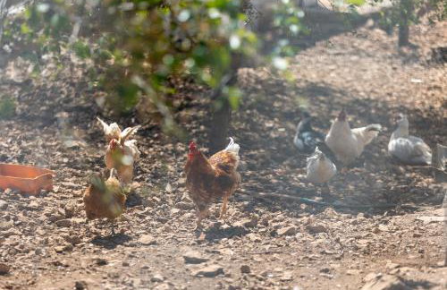 Holiday House Daisy - Foto 11