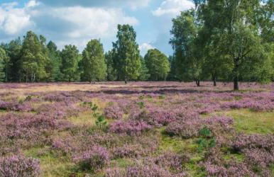 2Zi Apartment in Schloss Neuhaus mit Ladestation für Elektroautos - Foto 28