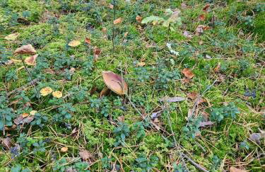 HomeWood - Popowo Letnisko - Foto 13