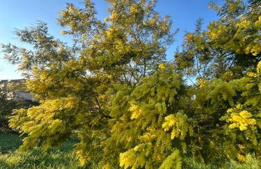 Spacious n comfortable Aloe Vera farm house - Photo 20