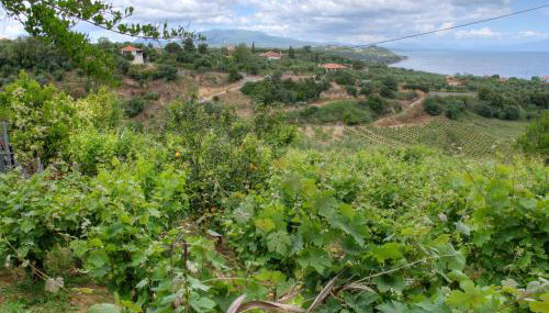 Guesthouse Agia Triada - Foto 4