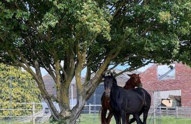 Barn Cottage - Foto 48