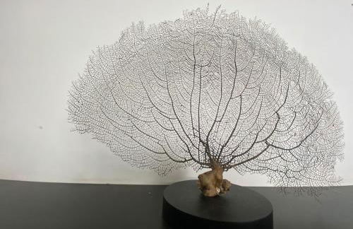 Villa rétaise de charme et de caractère - Foto 56