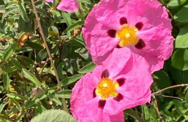 The Old Cheese Press, Eckington - Foto 39