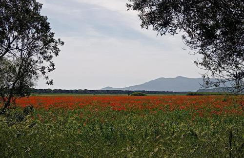 Casa Vacanze Capalbio - Foto 20
