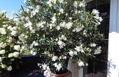 Apartment Apartment Royal by Interhome - Photo 9