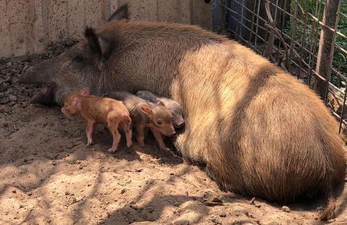 Fishers Of Men Ranch Home - Photo 68