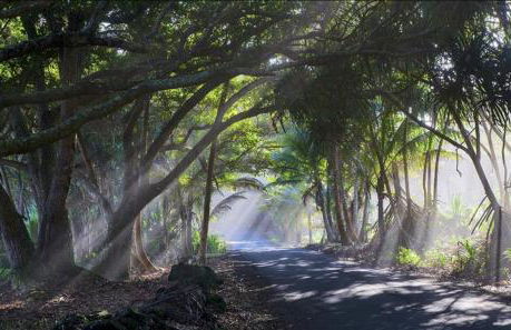 Tropical Zen Bungalow - Foto 16