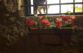 l'arco di Sersa - Photo 38