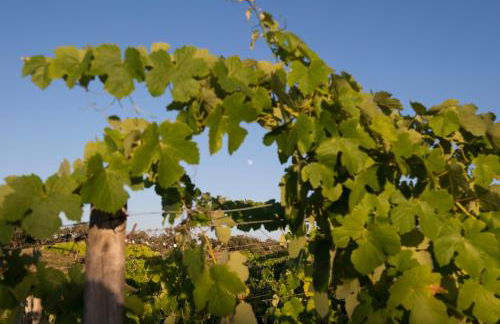 A Serenada Enoturismo - Foto 41