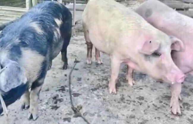 Sobral Rice Terraces View - Foto 43