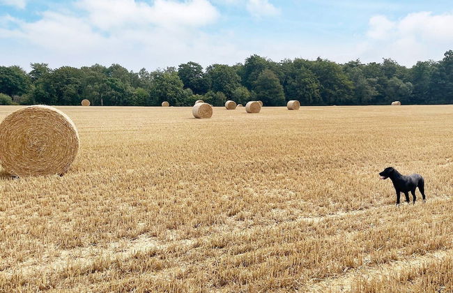 4 Star Holiday Home in Solvesborg-by Traum - Photo 22