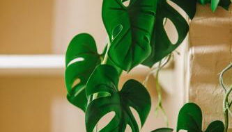 Les Dunes - Jardin Privatif - Plage à 500 Mètres - Foto 4