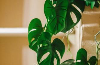 Les Dunes - Jardin Privatif - Plage à 500 Mètres - Foto 4