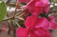 Bloom Apartment - Foto 39