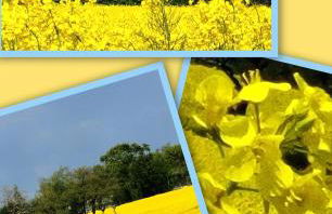 Fischerstern - Foto 16