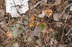 Leśny Domek - Foto 34