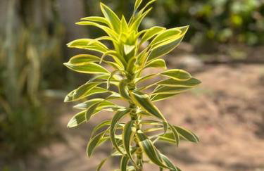 Lugar para descansar com a familia - Foto 35