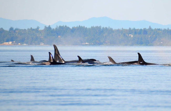 Whale Watching in Victoria - Foto 3