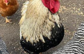 Komodiges Ferienhaus Küstennah - Foto 25