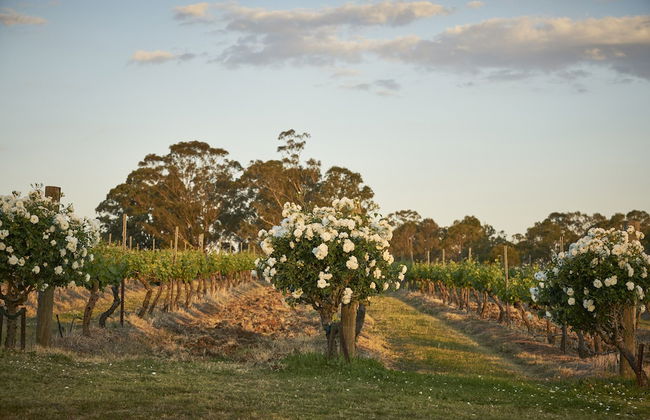 Wandin Valley Estate - Photo 37