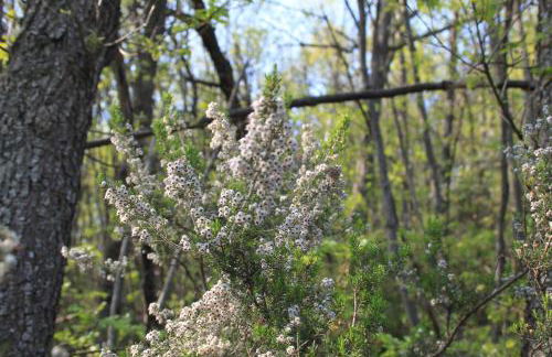 Chiesa Ignano 1778 - Photo 63