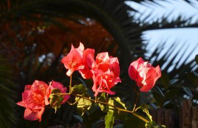 Abbaechelu - Foto 59