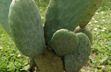 Makis Apartments - Foto 40