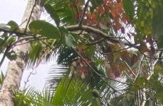 Chácara Gomes - Caiubura - Bertioga - Foto 44