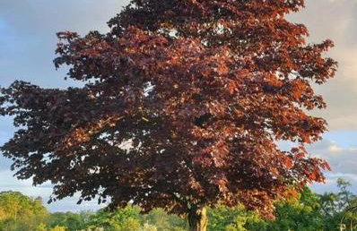 North Coast country home(Portrush,Portstewart,Giant's Causeway) - Foto 10