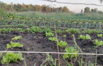 Żurawisko - Domki wśród natury - Foto 64