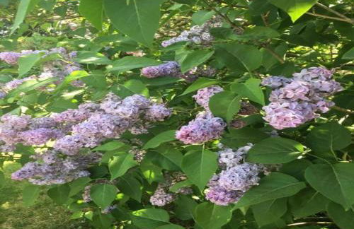 Havel Houseboat Serenity - Foto 33
