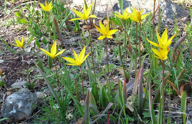 Casa Do Forno - Quinta Amoreira - Foto 37