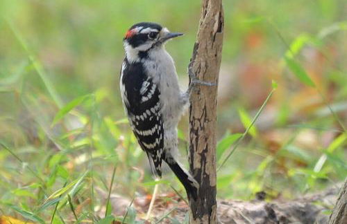 3 Acre Lake Paradise Swimming Pool & Jacuzzi HotTub! - Foto 48