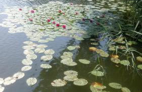 Różany Domek - Foto 16