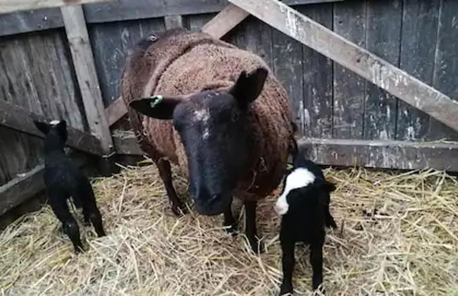 Peaceful Cabin in Skegby -sleeps2- Firer Pit - Foto 19