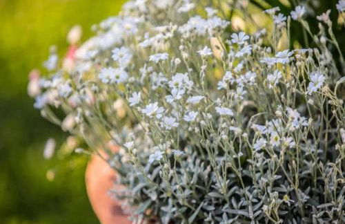 Luxurious, cozy apartment with pool near Cortona in Tuscany versatile - Foto 18