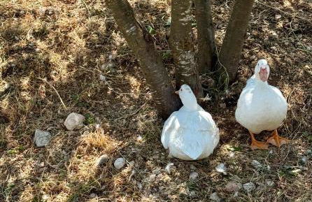 Il Borgo delle Pampare - Foto 67