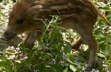 La casa di Mastro Ivetto - Foto 3