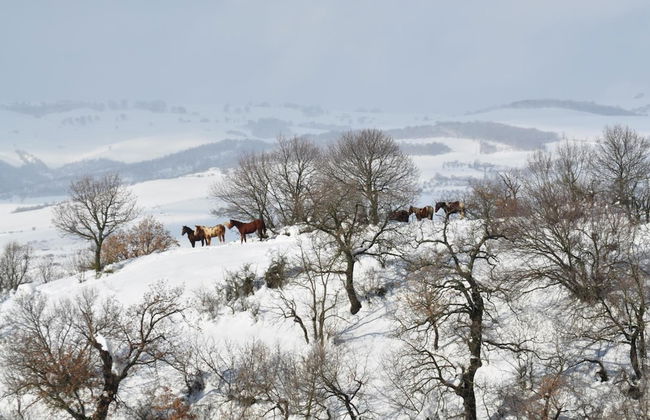 Masseria Straziuso - La Vaccariccia - Photo 34