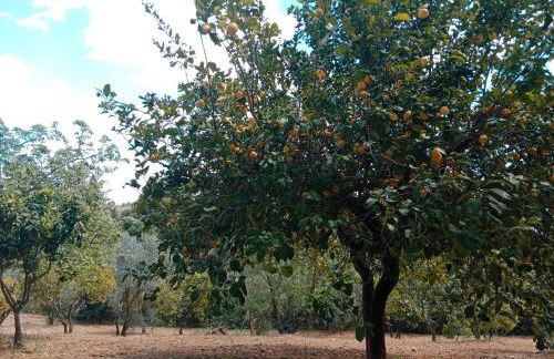 Odori di zagara - Foto 23