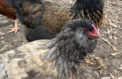 Pecan Grove Cabin - Foto 21