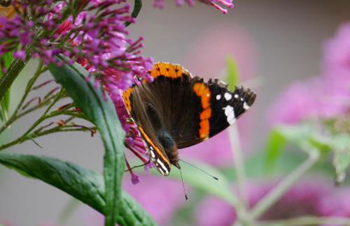 FeWo Ulbrich Langenstadt - Foto 23