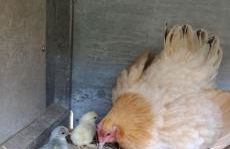 GÎTE Le REFUGE - Photo 29