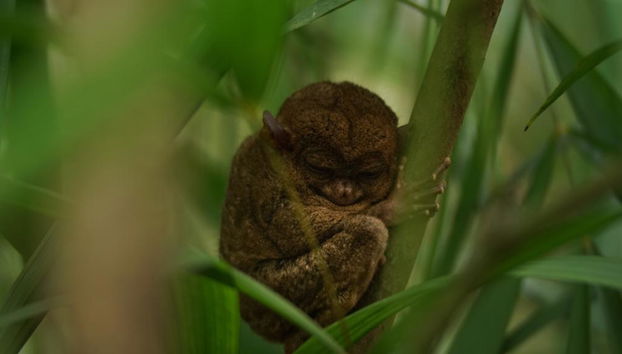 Discover Bohol with Private Chauffeur Services - Photo 3