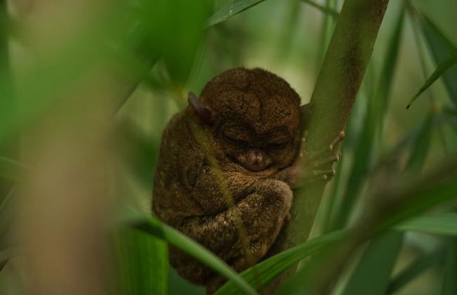 Discover Bohol with Private Chauffeur Services - Photo 3