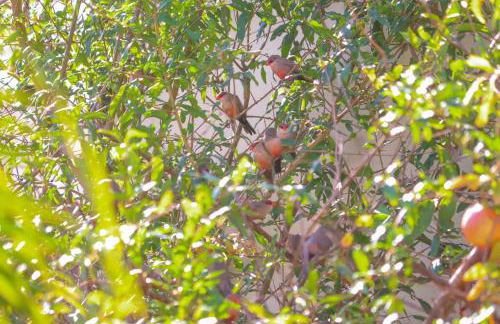 Casa no Jardim Renascença- Bird House Renascença - Photo 39