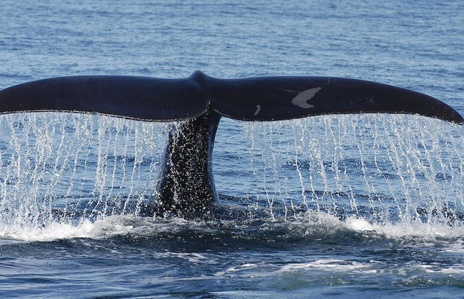 Casa Bahama by Casago - Foto 33