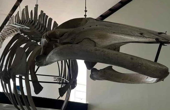 Biglietti per l'Osservatorio 1873 + Museo Nazionale della Balena - Foto 10