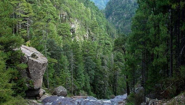 Forêts verdoyantes de Mexiquillo